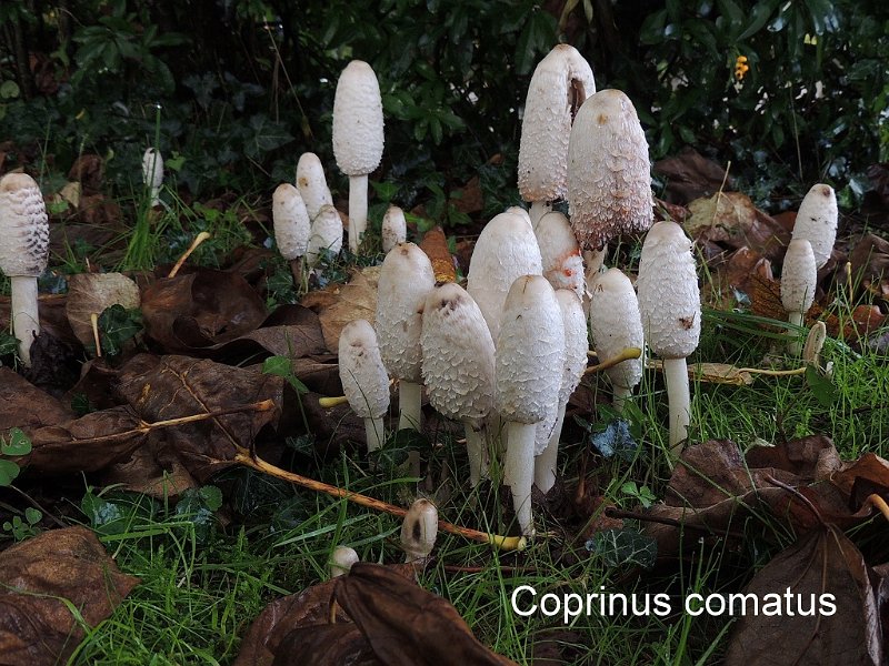 Coprinus comatus-amf502-1.jpg - Coprinus comatus ; Nom français: Coprin chevelu
